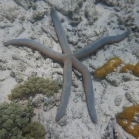 Apartamento Wasini Raha Snorkeling And Diving Exterior foto