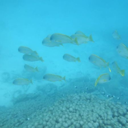 Apartamento Wasini Raha Snorkeling And Diving Exterior foto