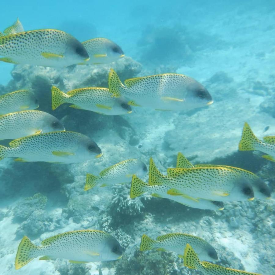Apartamento Wasini Raha Snorkeling And Diving Exterior foto