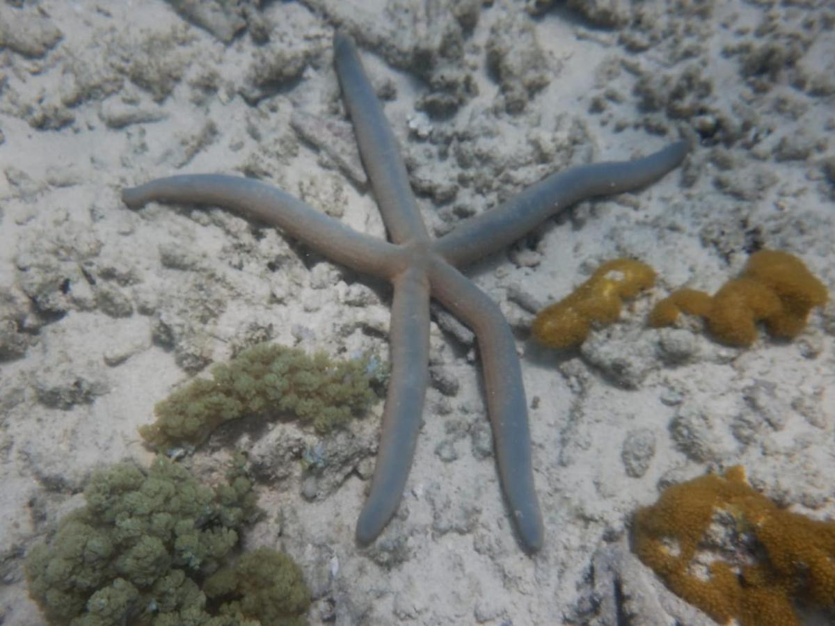 Apartamento Wasini Raha Snorkeling And Diving Exterior foto