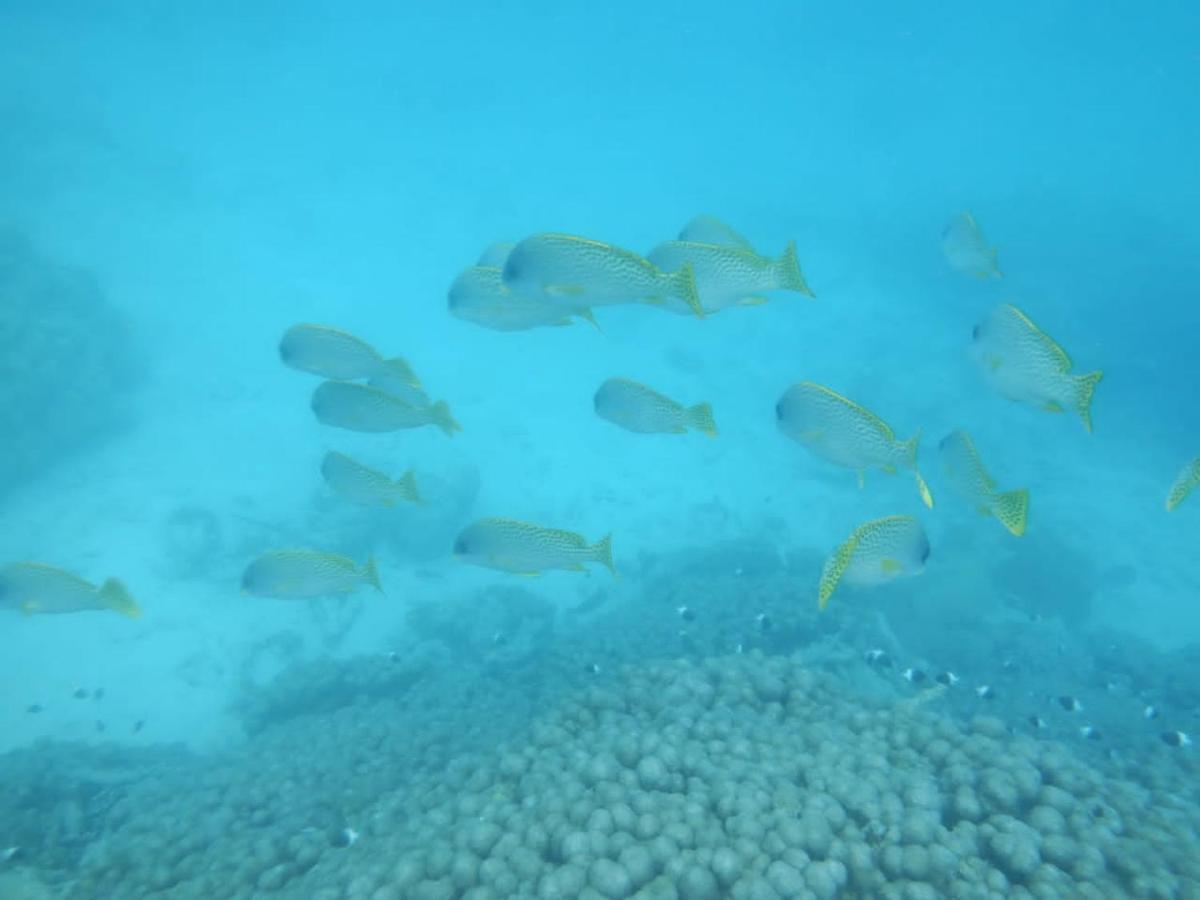 Apartamento Wasini Raha Snorkeling And Diving Exterior foto