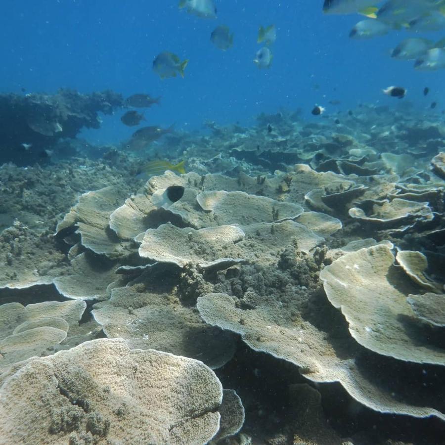 Apartamento Wasini Raha Snorkeling And Diving Exterior foto
