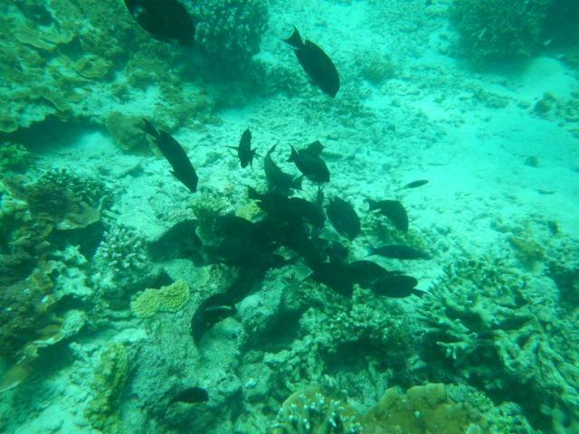Apartamento Wasini Raha Snorkeling And Diving Exterior foto