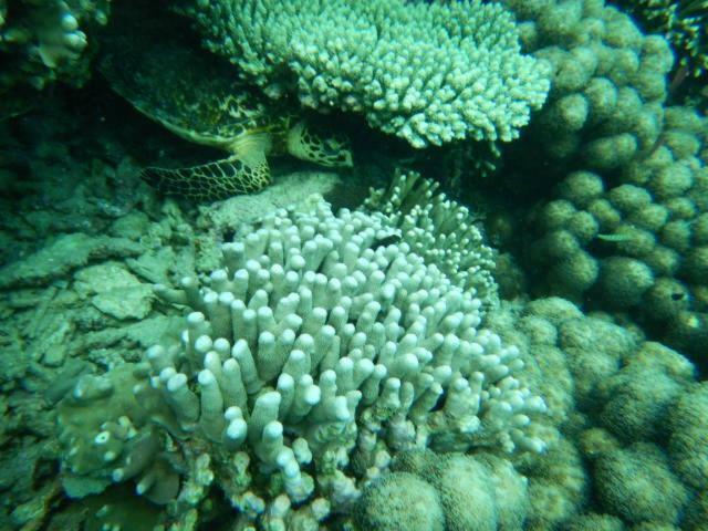 Apartamento Wasini Raha Snorkeling And Diving Exterior foto